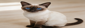 暹罗猫标题.png 暹罗猫标题.png