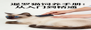 暹罗猫标题 (2).png 暹罗猫标题 (2).png