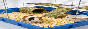 豚鼠正确笼具与垫材选择指南