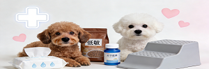 小型犬养护指南：泰迪/比熊专属，泪痕、髌骨问题这样解决